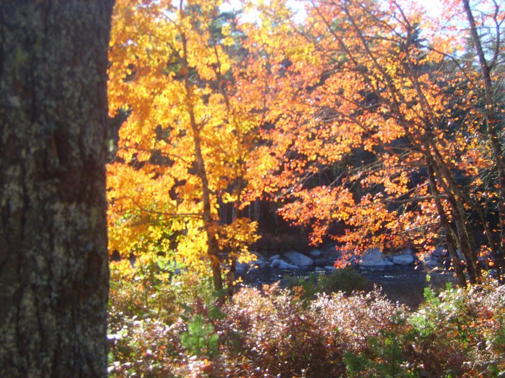 Roseway River Cottages Shelburne Dış mekan fotoğraf